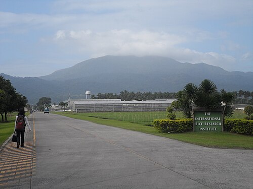 International Rice Research Institute